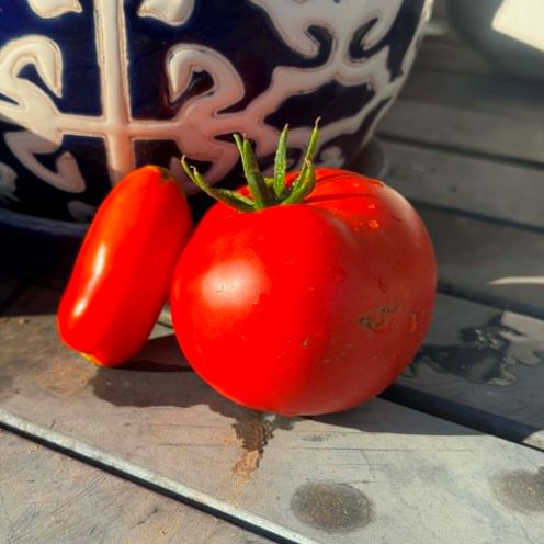 red maters bytor.jpg